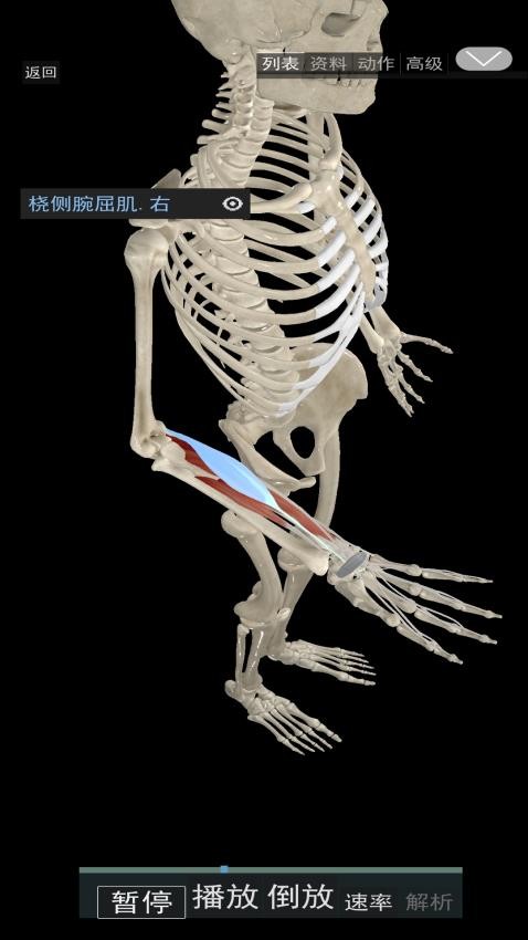 3D动态解剖软件