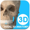 维萨里3d解剖