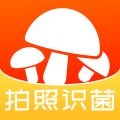 
                菌窝子
            