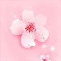 野花社区2019最新视频